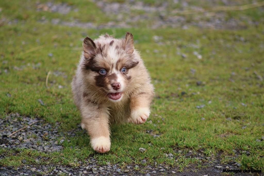 Nouma de la montagne des lions