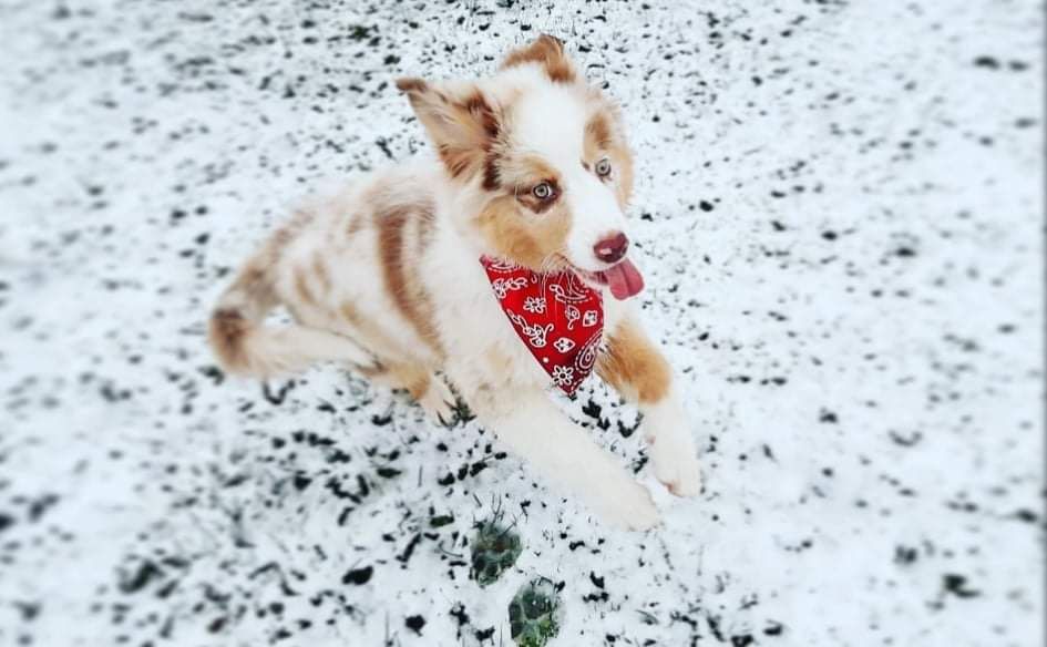 chiot Berger Australien Des Hauts Du Bédat