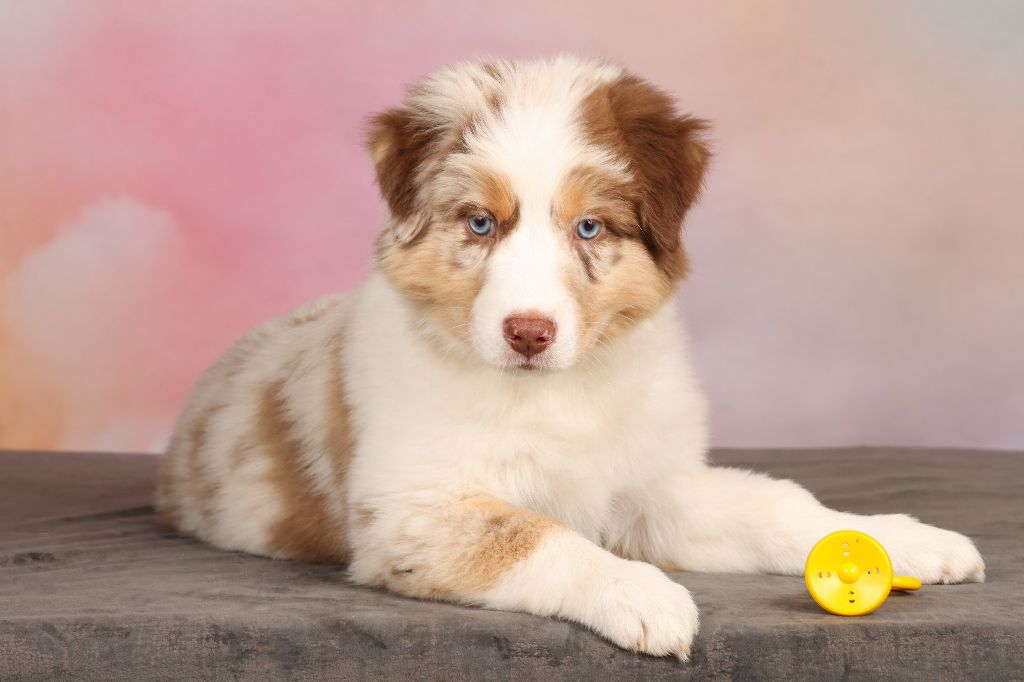 chiot Berger Australien Des Hauts Du Bédat