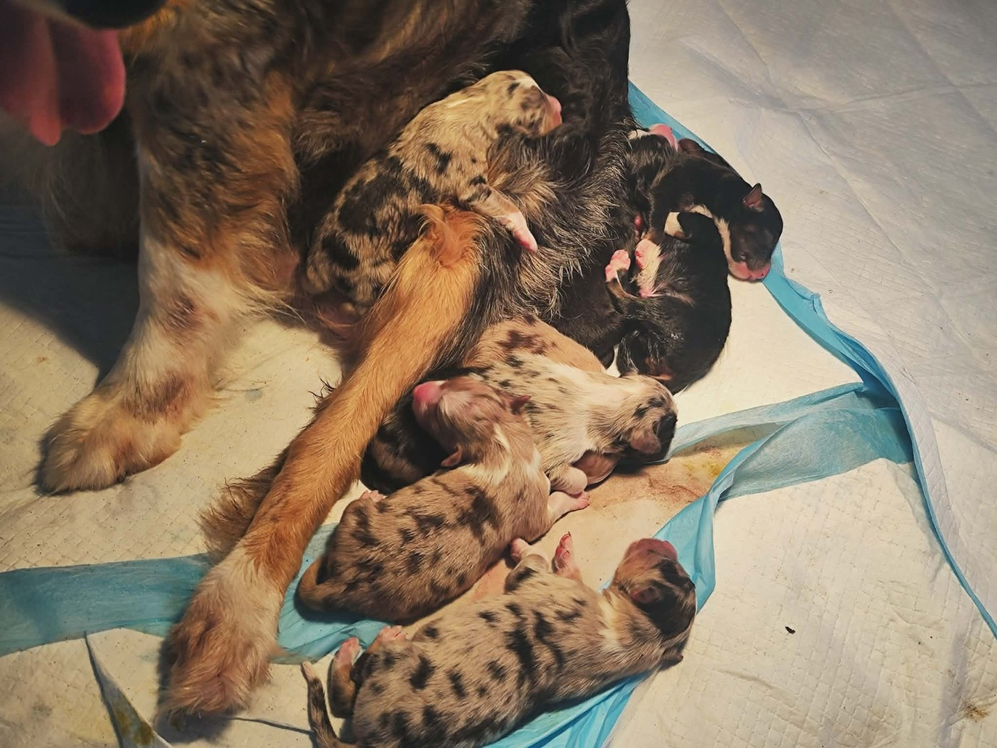 Les bébés d'Oupsy et popeck sont nés !!!!