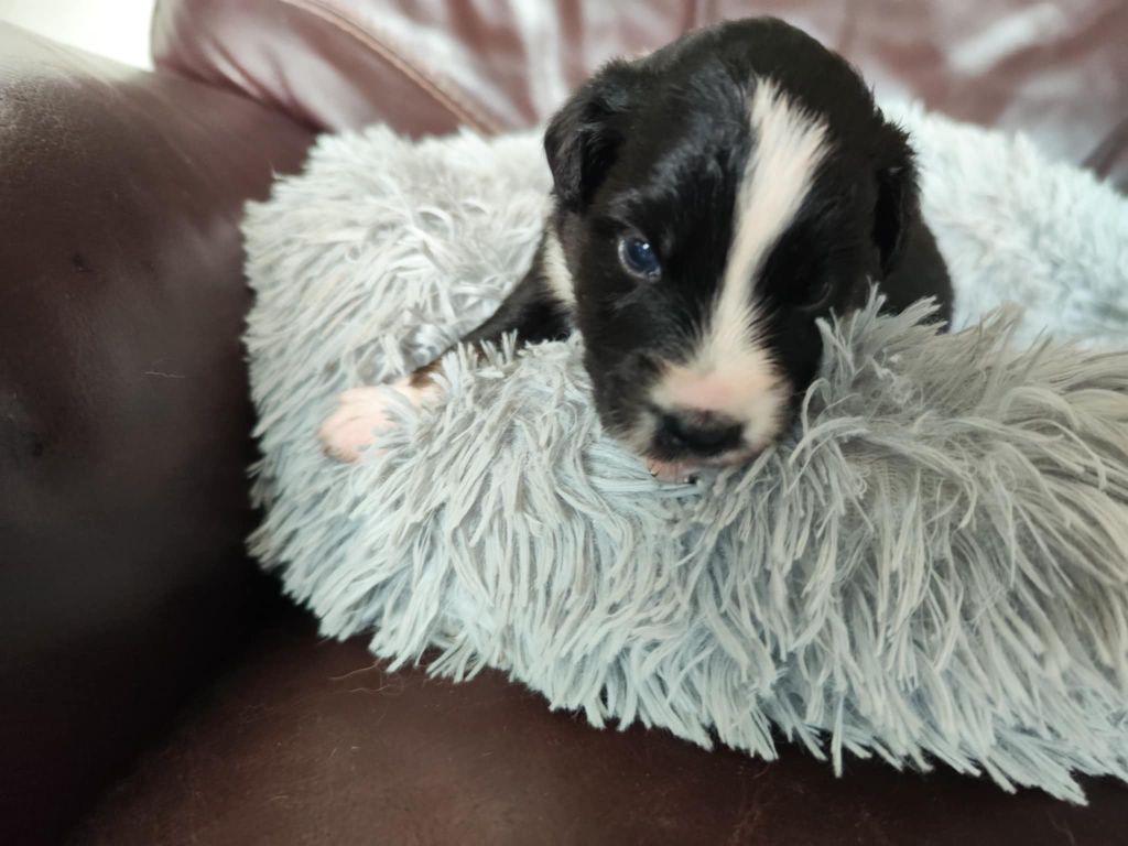 Des Hauts Du Bédat - Chiots disponibles - Berger Australien
