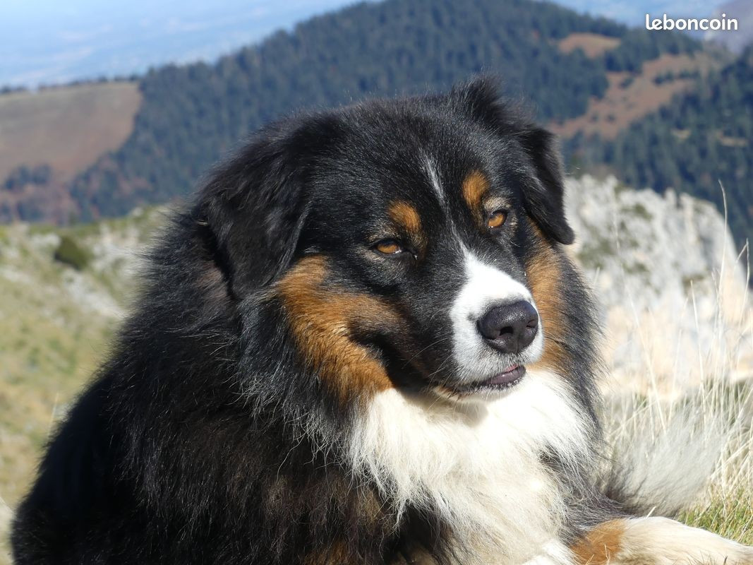 Chiot Berger Australien Des Hauts Du Bédat