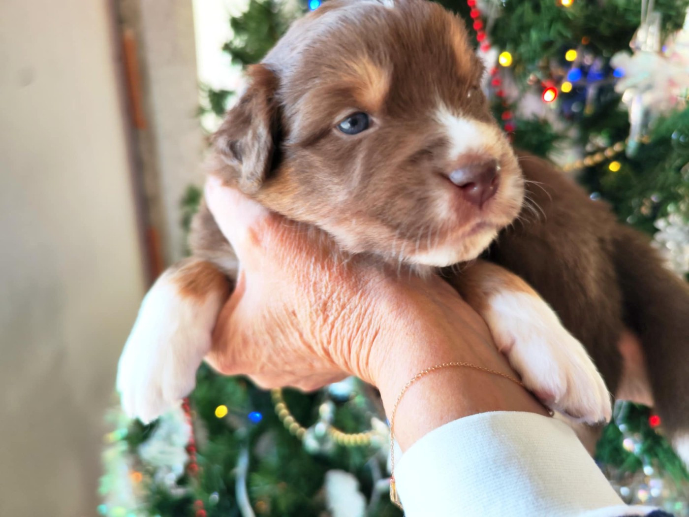 Des Hauts Du Bédat - Chiots disponibles - Berger Australien