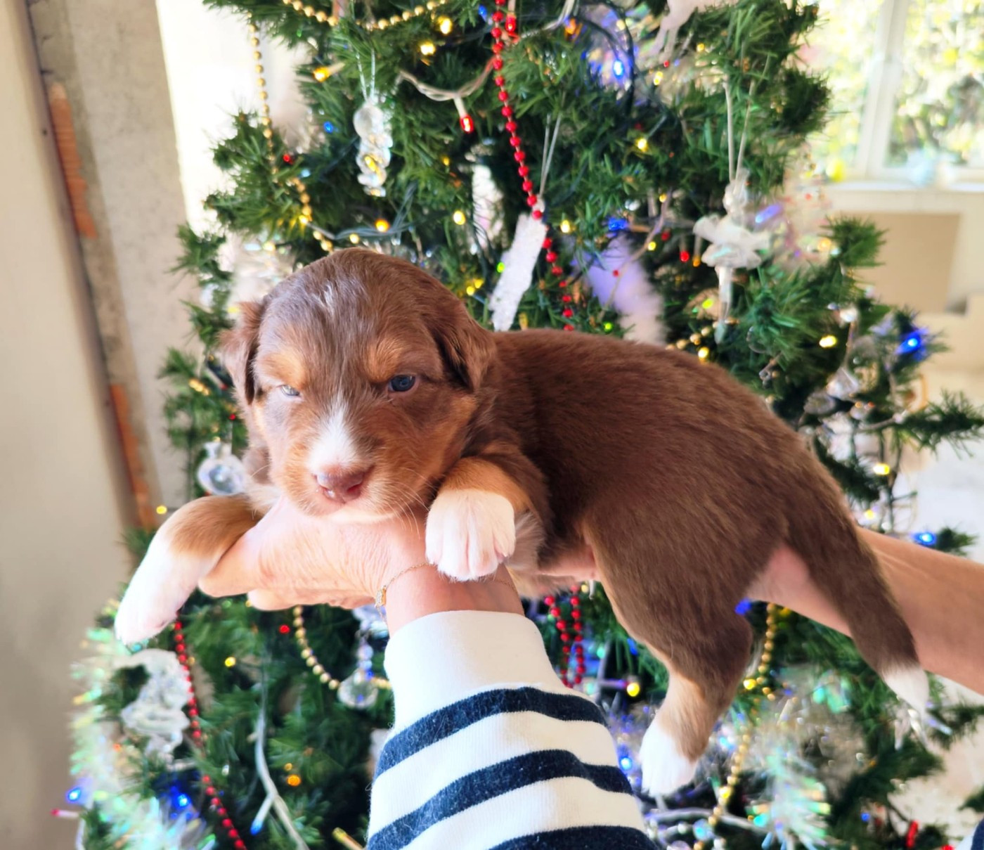 Des Hauts Du Bédat - Chiots disponibles - Berger Australien