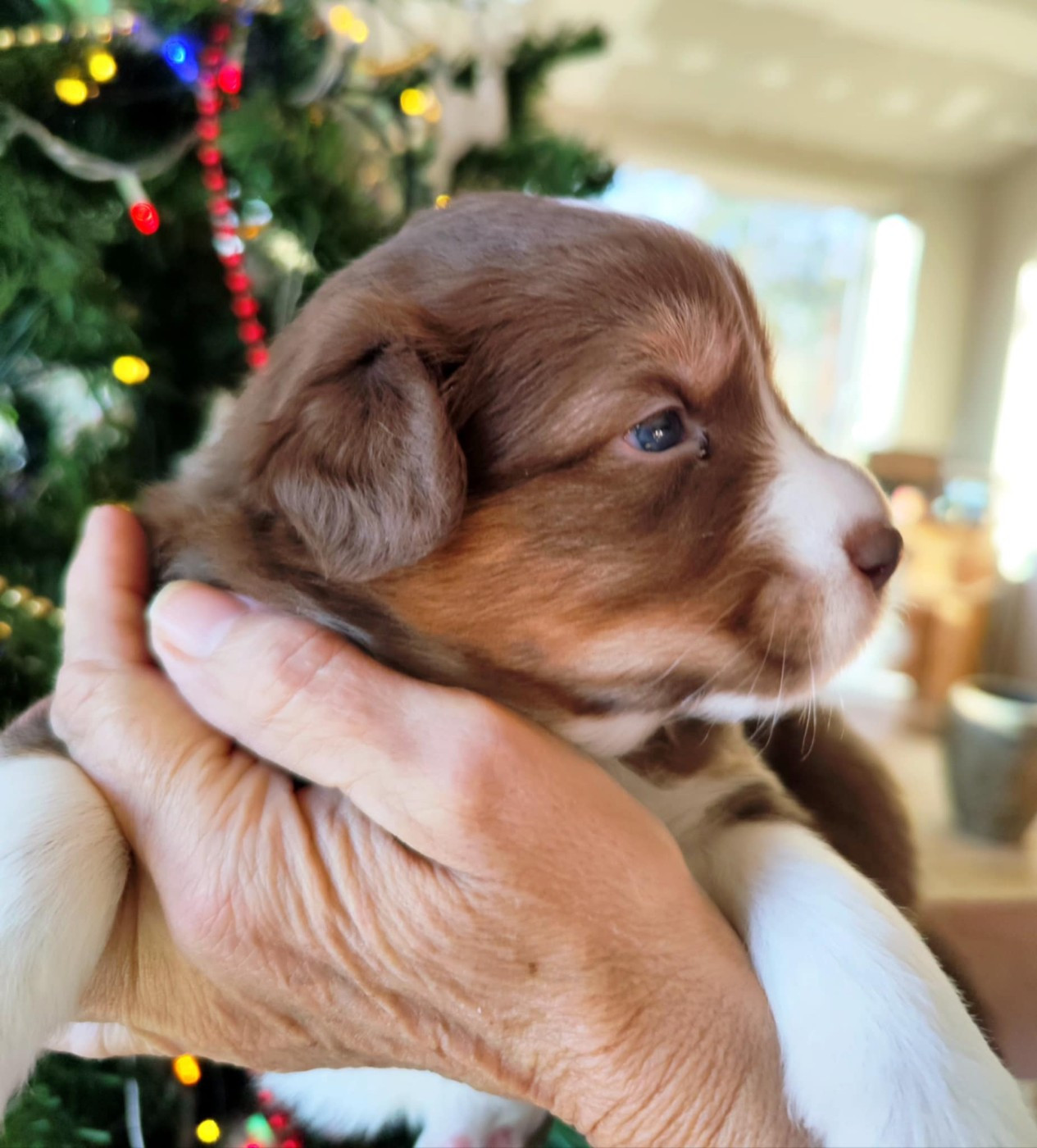 Des Hauts Du Bédat - Chiots disponibles - Berger Australien