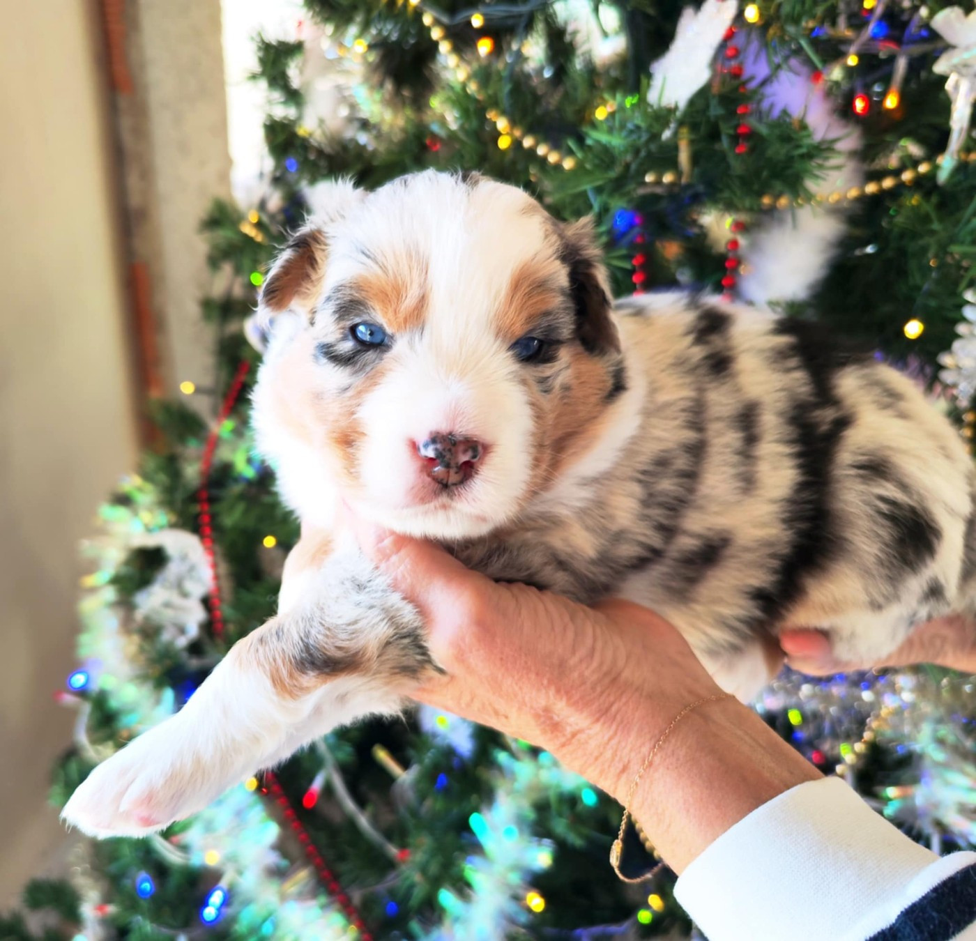 Des Hauts Du Bédat - Chiots disponibles - Berger Australien