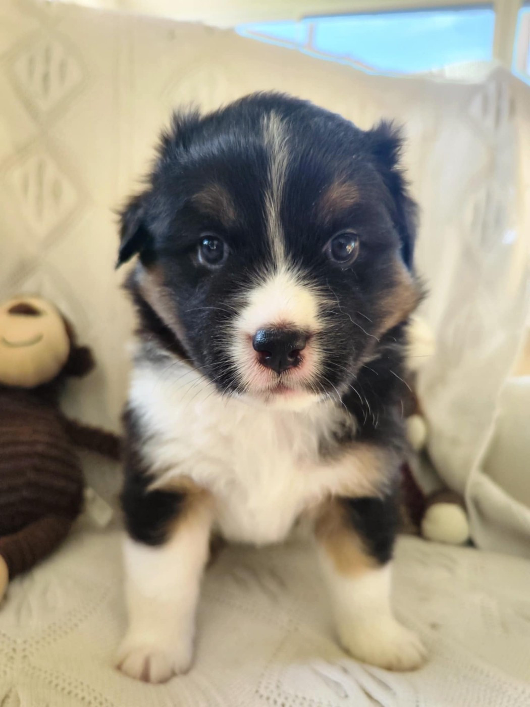 Des Hauts Du Bédat - Chiots disponibles - Berger Australien