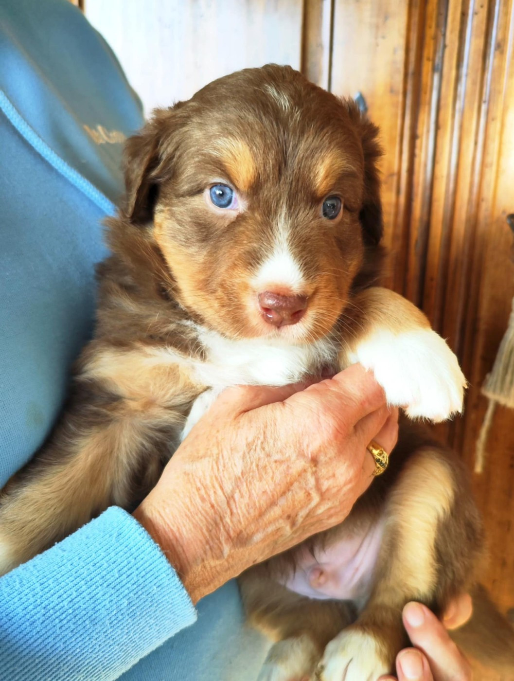 Des Hauts Du Bédat - Chiots disponibles - Berger Australien