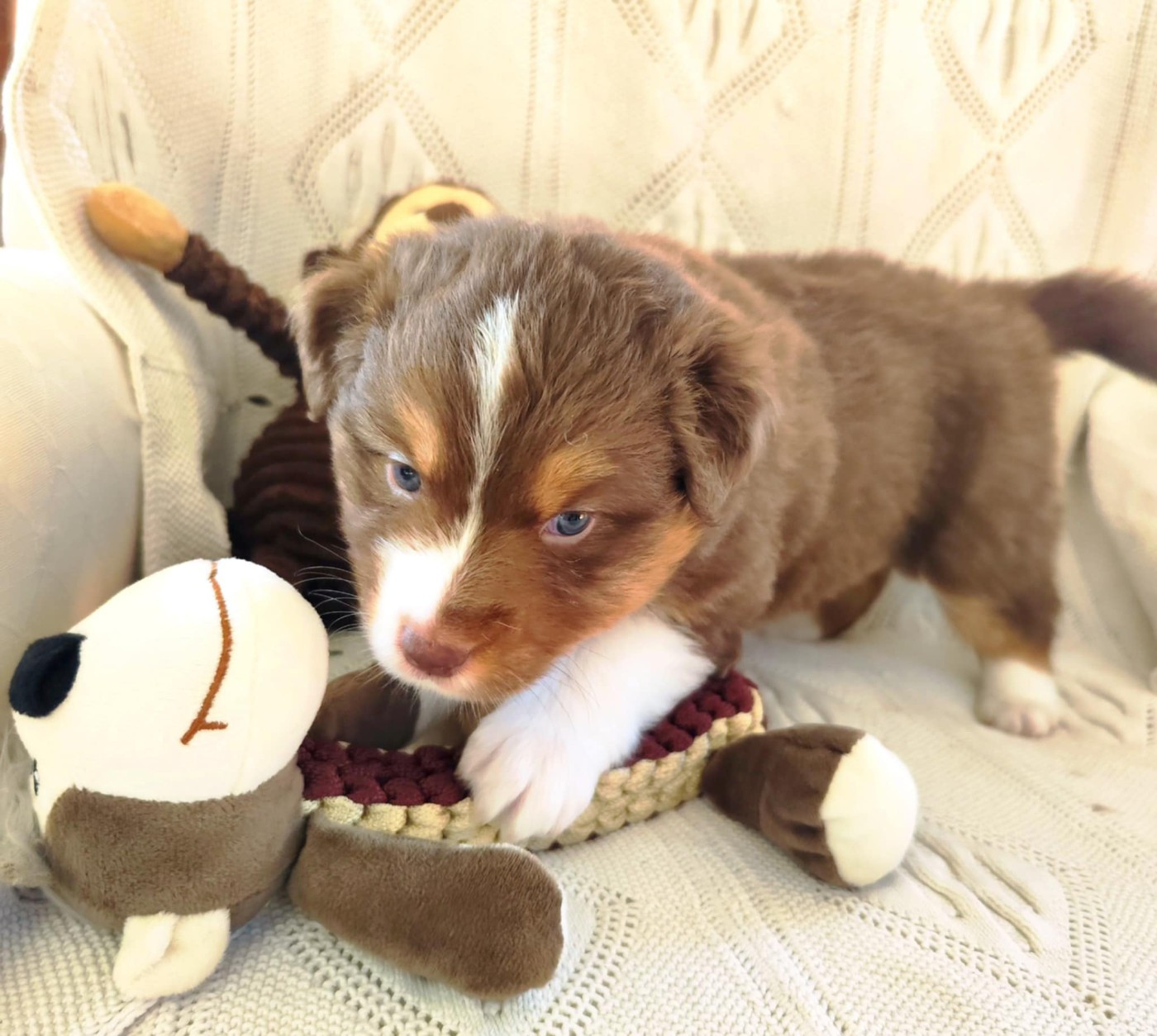 Des Hauts Du Bédat - Chiots disponibles - Berger Australien