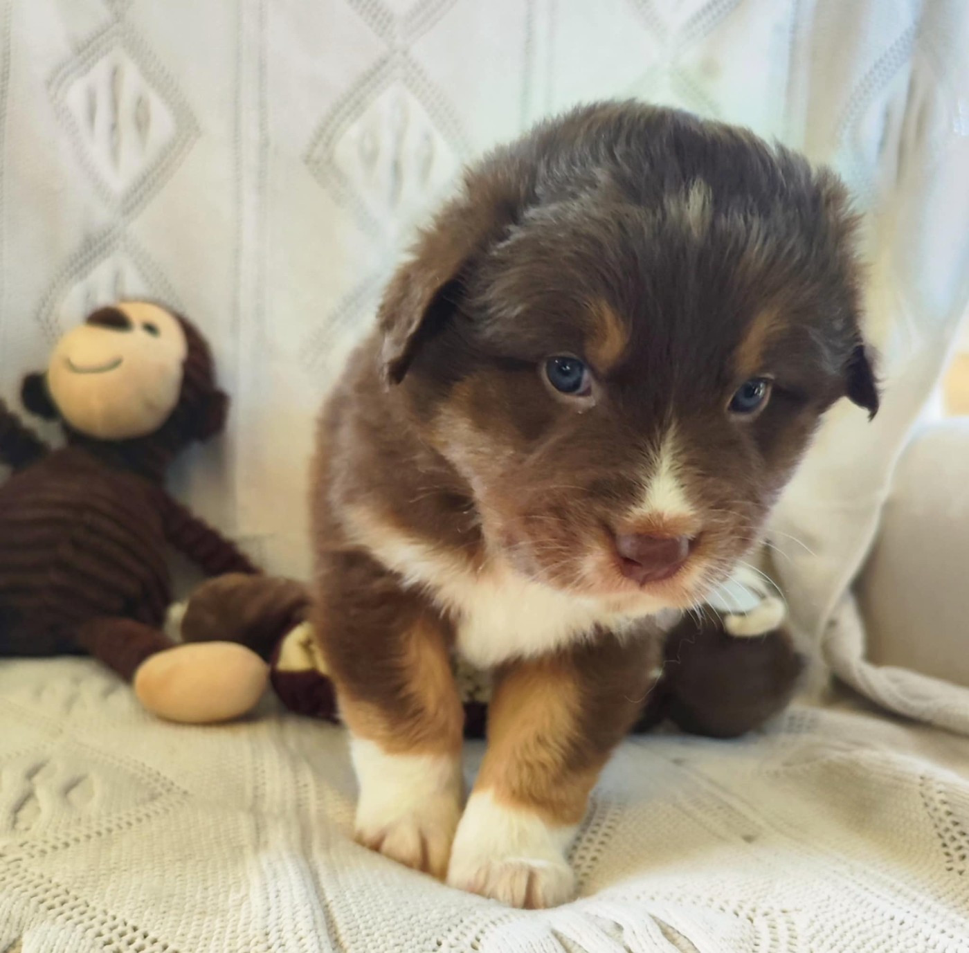 Des Hauts Du Bédat - Chiots disponibles - Berger Australien