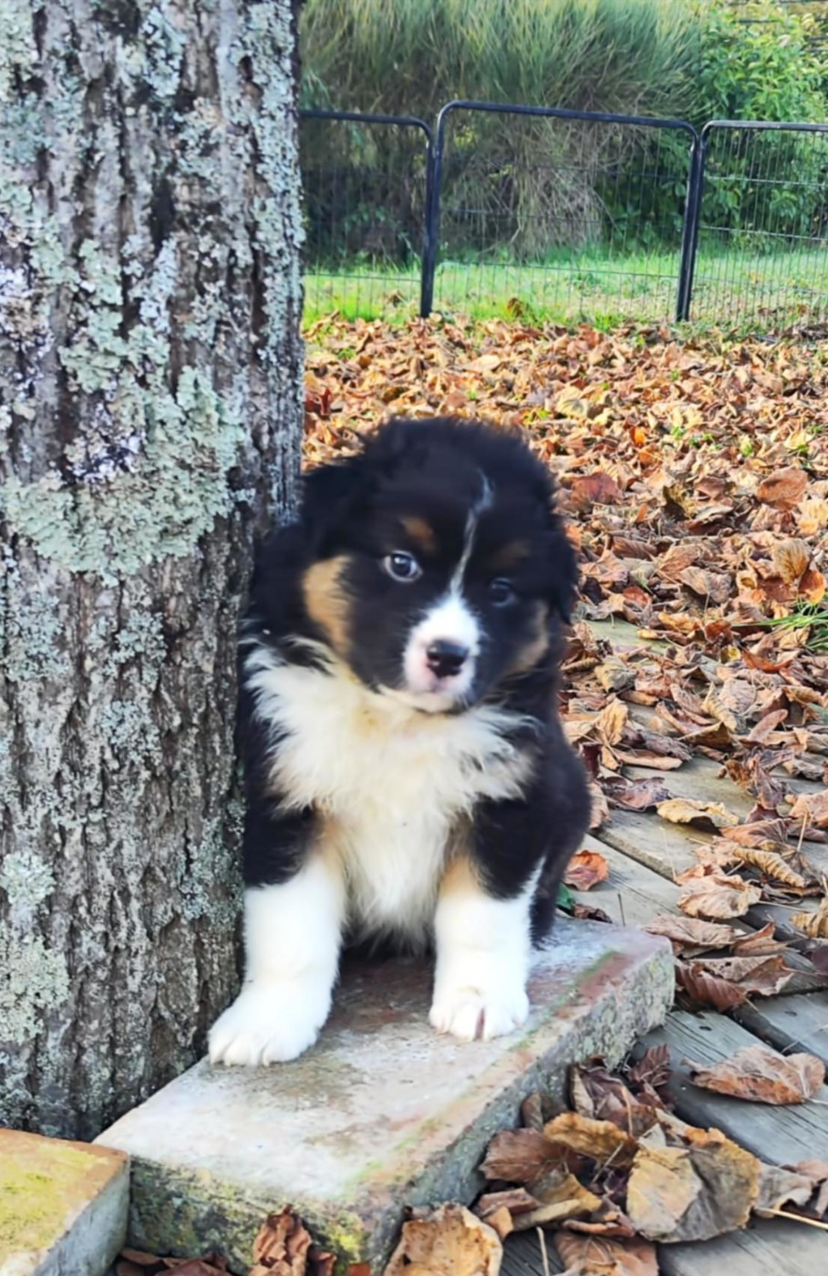 Des Hauts Du Bédat - Chiots disponibles - Berger Australien