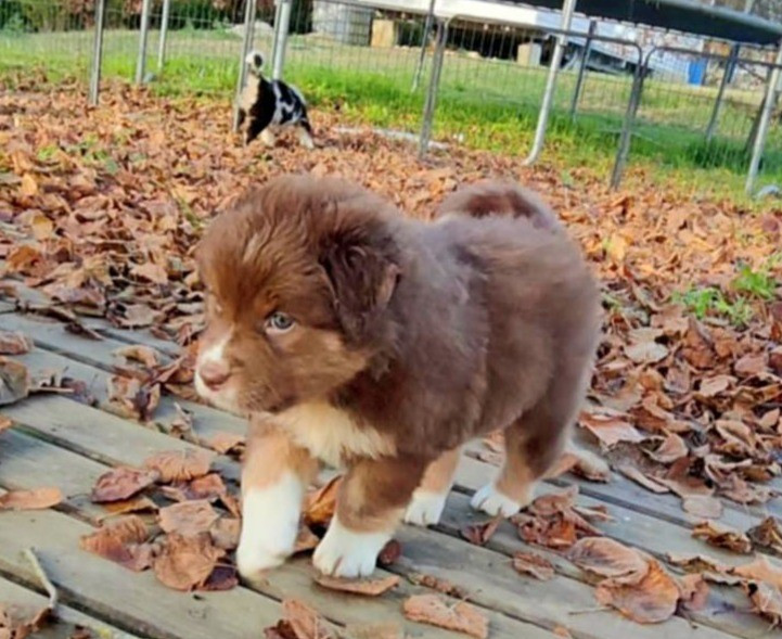 Des Hauts Du Bédat - Chiots disponibles - Berger Australien