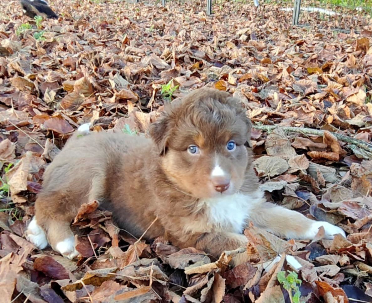 Des Hauts Du Bédat - Chiots disponibles - Berger Australien