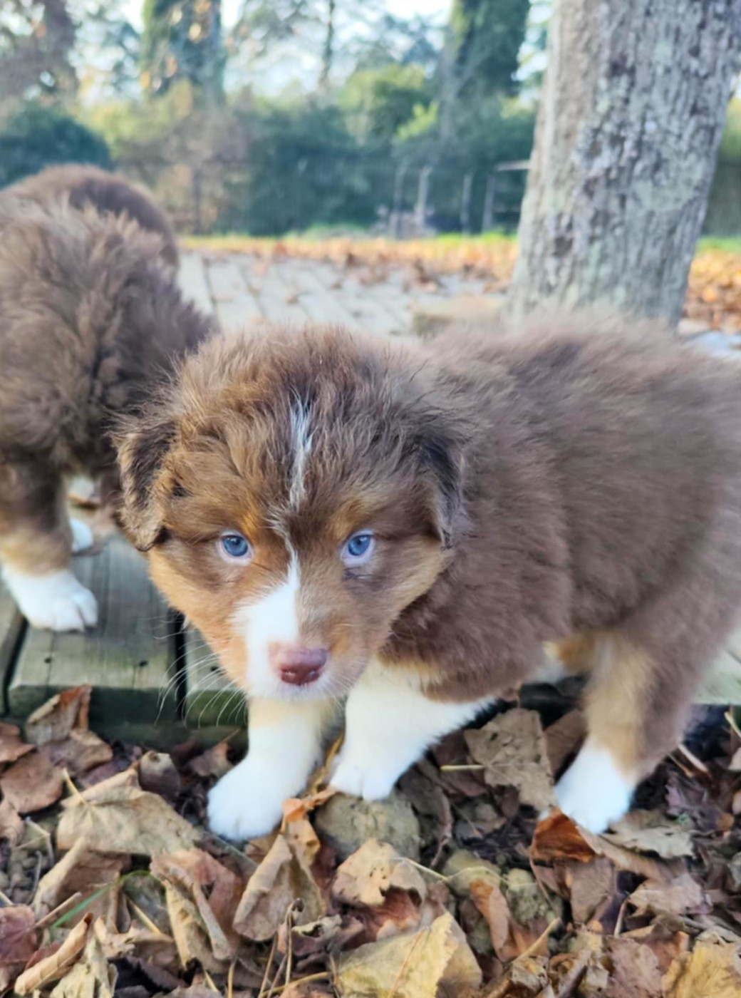 Des Hauts Du Bédat - Chiots disponibles - Berger Australien