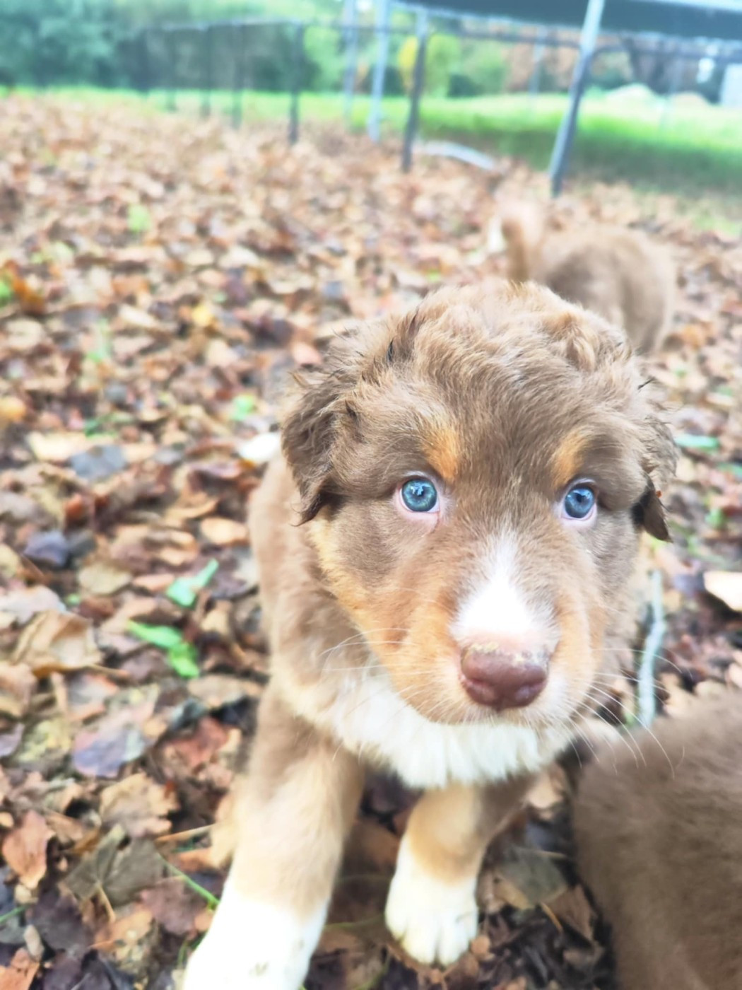 Des Hauts Du Bédat - Chiots disponibles - Berger Australien
