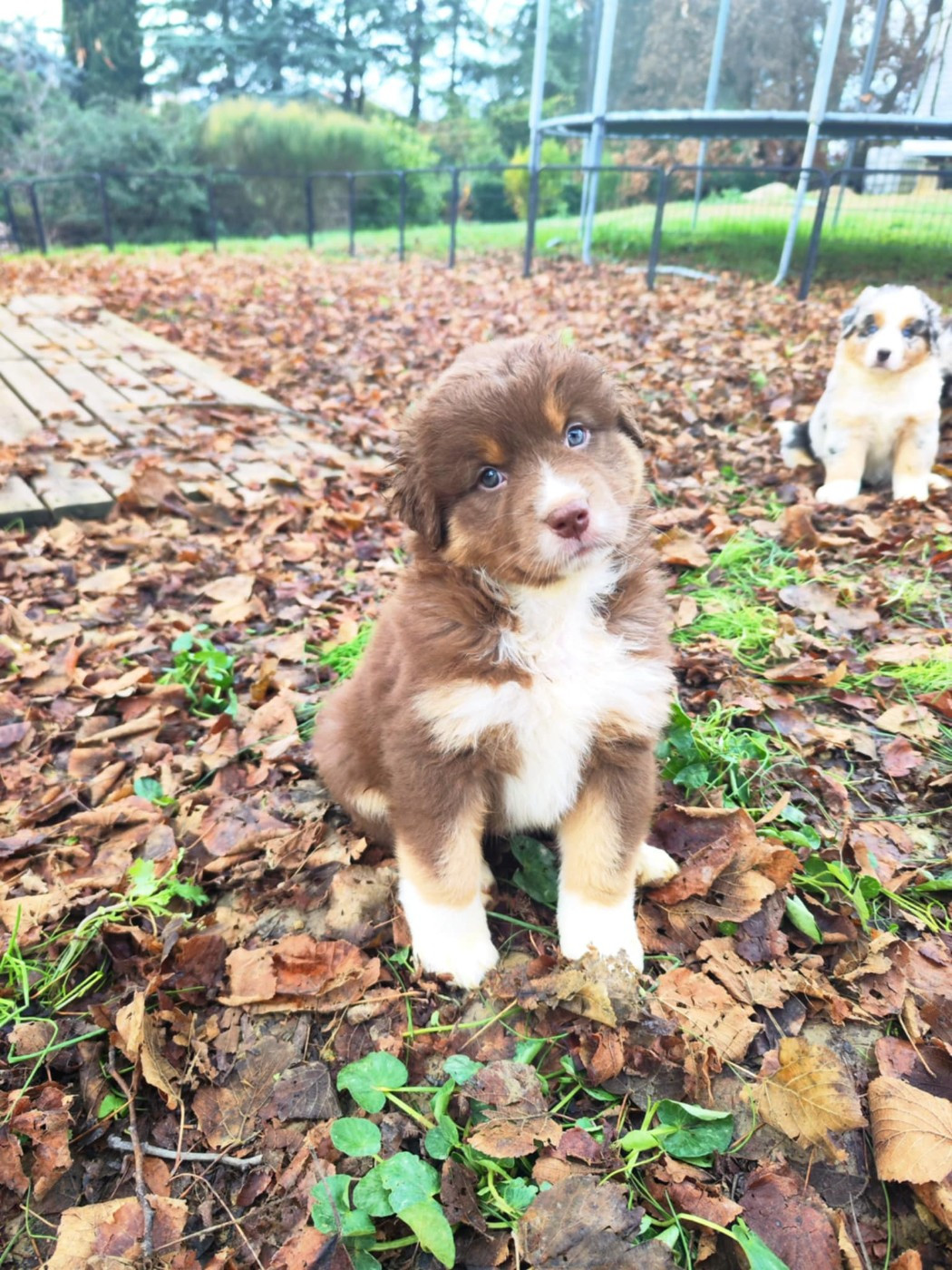 Des Hauts Du Bédat - Chiots disponibles - Berger Australien