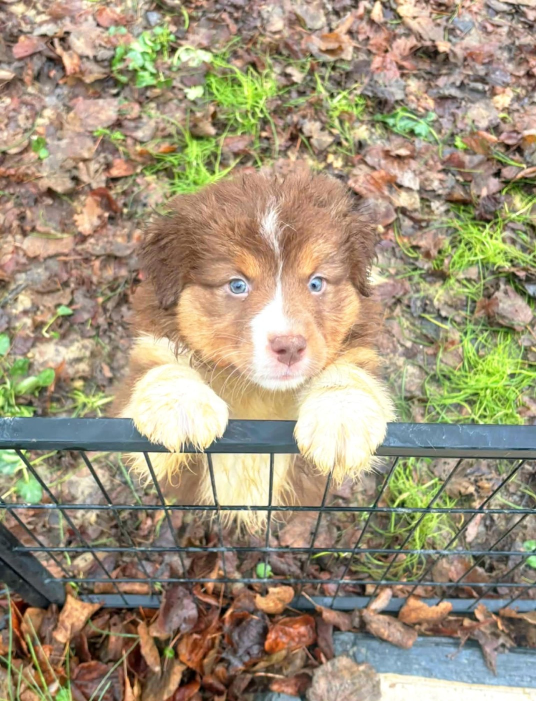 Des Hauts Du Bédat - Chiots disponibles - Berger Australien