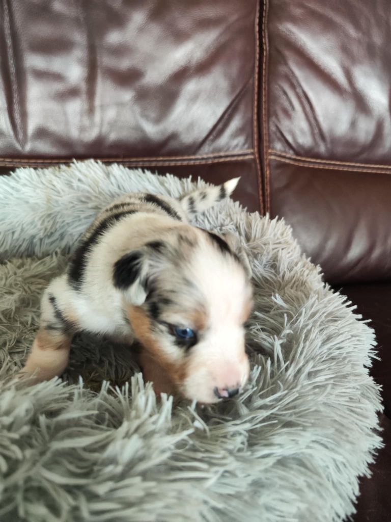 Des Hauts Du Bédat - Chiots disponibles - Berger Australien