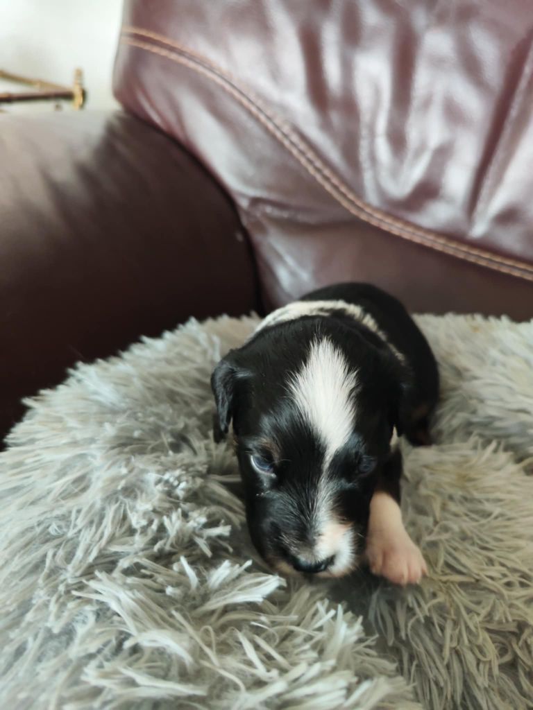 Des Hauts Du Bédat - Chiots disponibles - Berger Australien