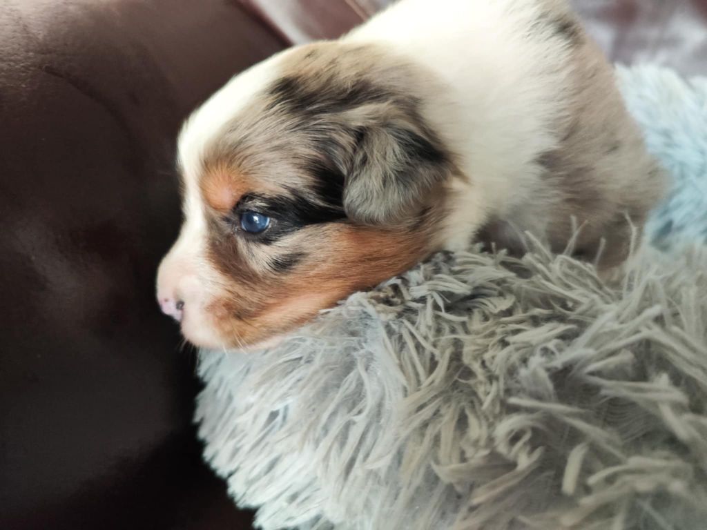 Des Hauts Du Bédat - Chiots disponibles - Berger Australien