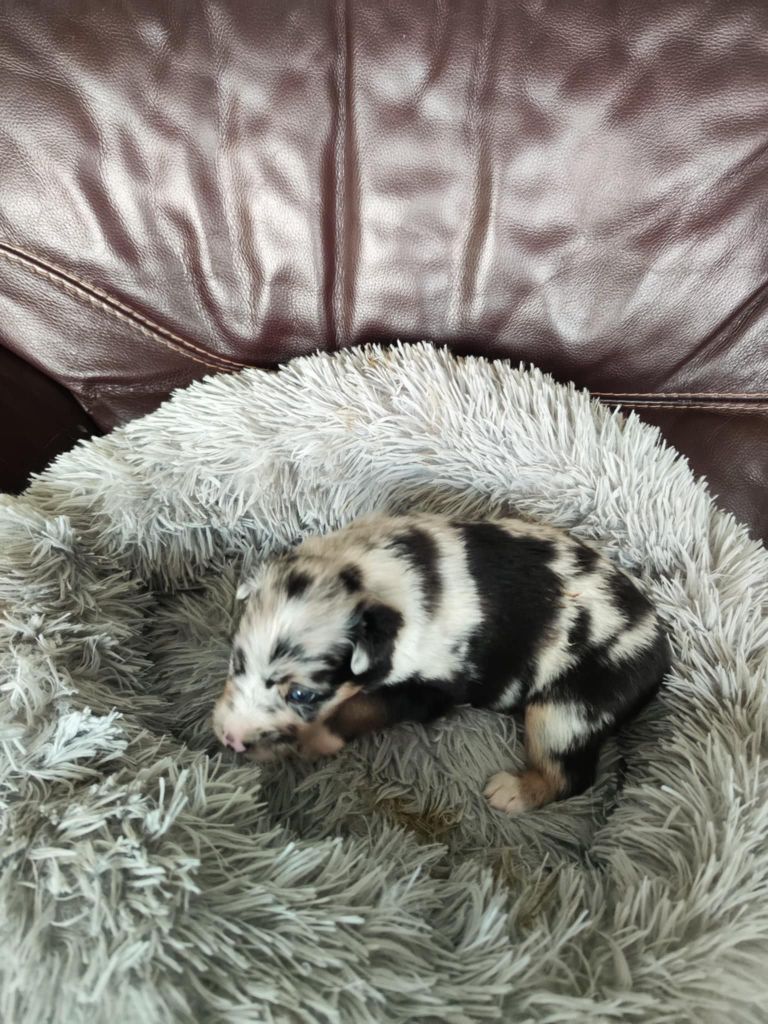 Des Hauts Du Bédat - Chiots disponibles - Berger Australien