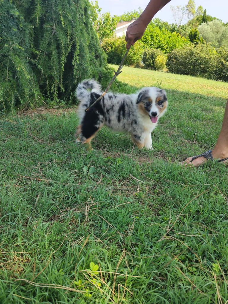 Des Hauts Du Bédat - Chiots disponibles - Berger Australien