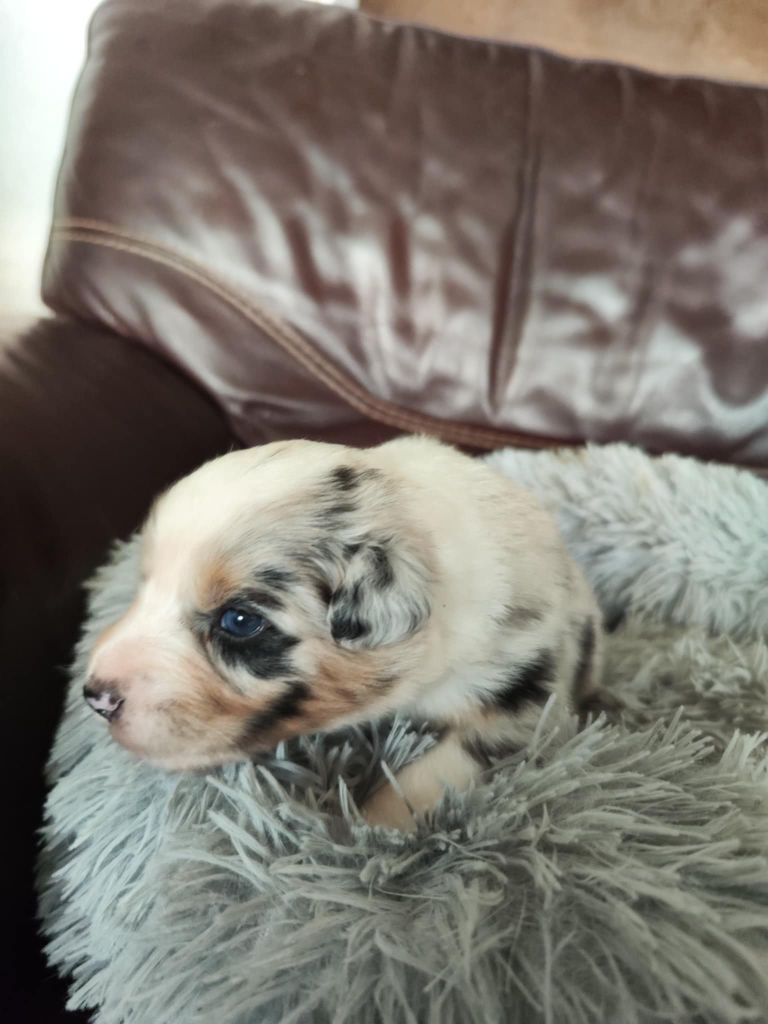 Des Hauts Du Bédat - Chiots disponibles - Berger Australien